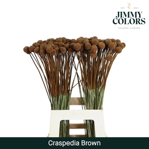 Craspedia L70 Brown