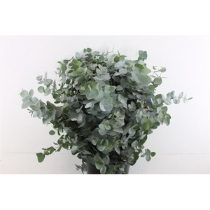 EUCALYPTUS CINEREA