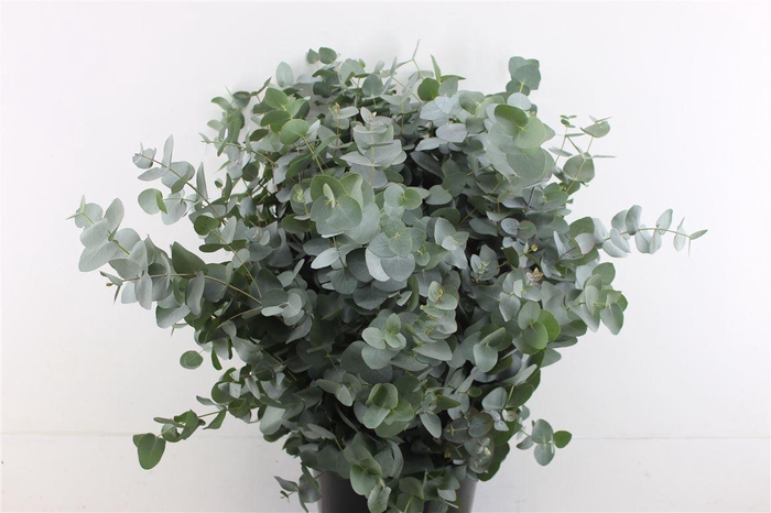 <h4>EUCALYPTUS CINEREA</h4>
