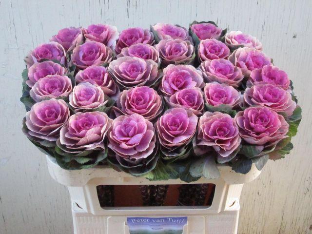 <h4>BRASS RED CRANE</h4>