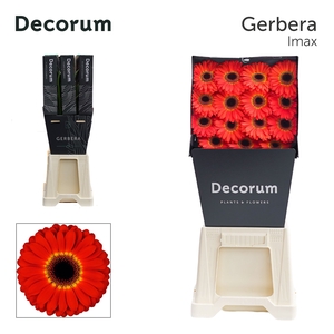 Gerbera Imax Diamond per kaart