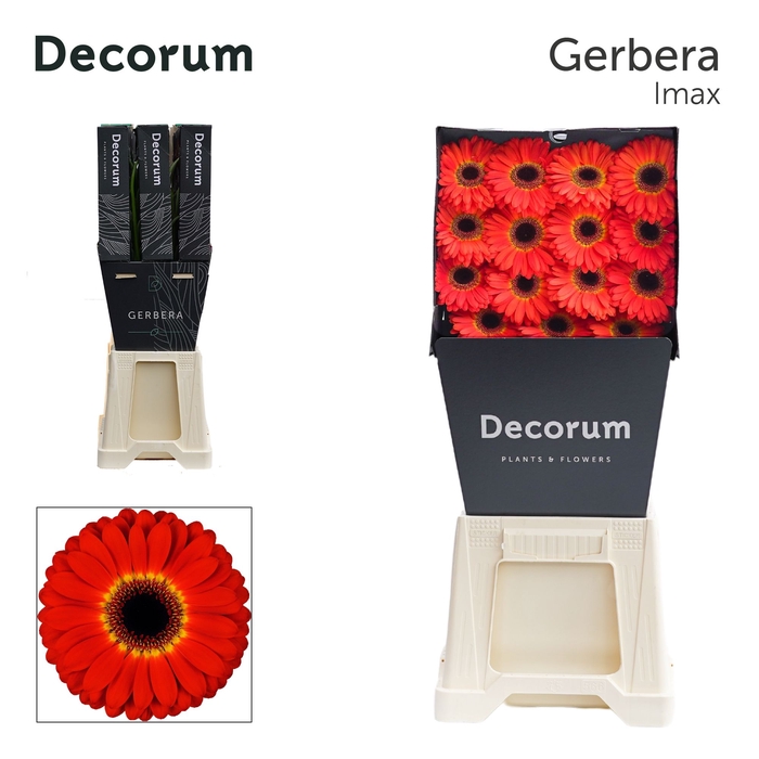 Gerbera Imax Diamond