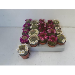 Cactus Flowering 5,5Ø 10cm