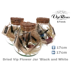 DRIED VIP FLOWER JAR BL & WH