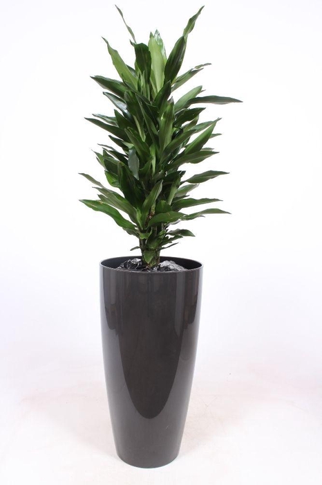 <h4>Dracaena Janet Lind in Santorini pot "antraciet"</h4>