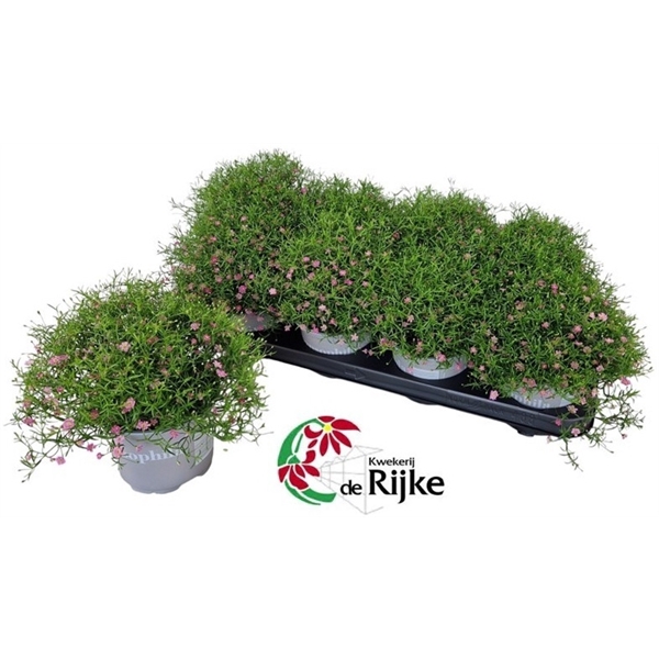 <h4>Gypsophila gypsy roze</h4>