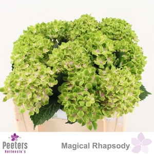HYDR M MAG RHAPSODY