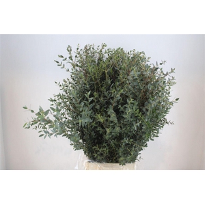 Euca Parvifolia 300gr P Bunch