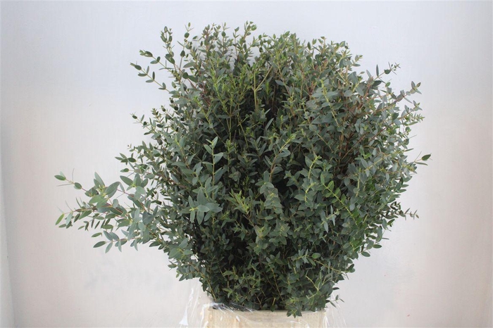 <h4>Euca Parvifolia 300gr P Bunch</h4>