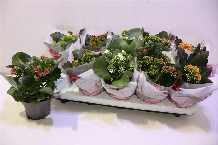 <h4>arr8 Kal En Gem 6 Kl</h4>