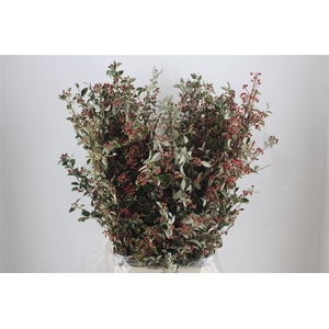 Cotoniaster Berry Sup P Bunch