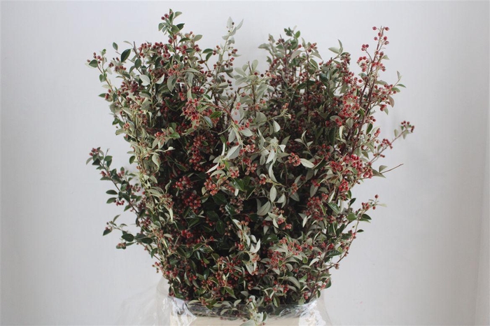 <h4>Cotoniaster Berry Sup P Bunch</h4>