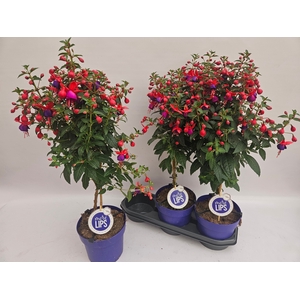 FUCHSIA OV