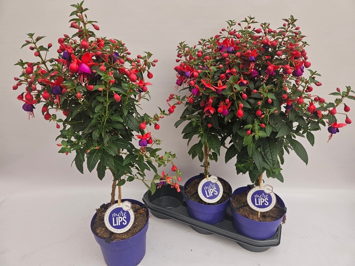 <h4>FUCHSIA OV</h4>