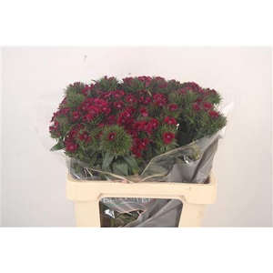 Di Barb Elmo Purple 60cm