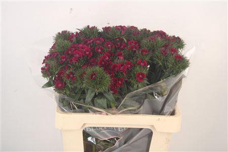 <h4>Di Barb Elmo Purple 60cm</h4>