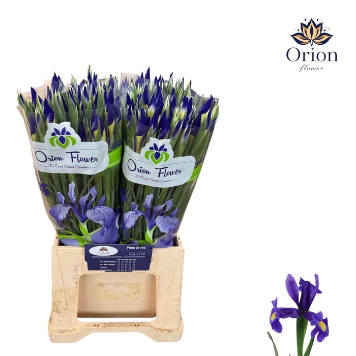 <h4>IRIS BLUE MAGIC</h4>