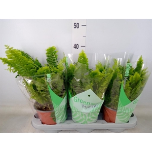 Nephrolepis exal. 'Green Moment'