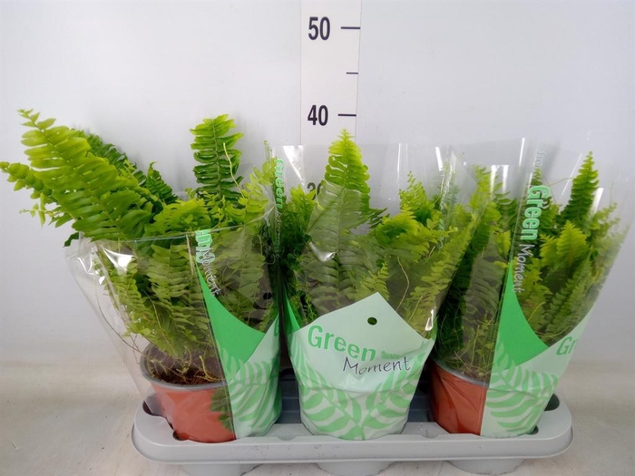 <h4>Nephrolepis exal. 'Green Moment'</h4>