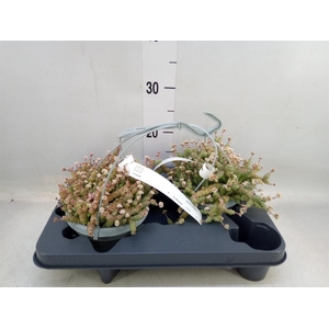 Crassula marnieriana