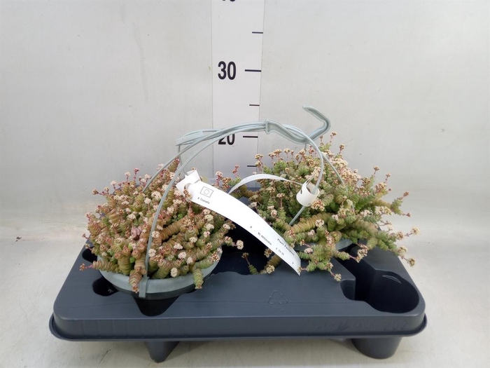 <h4>Crassula marnieriana</h4>