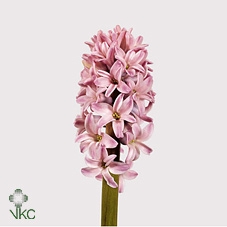 Hyac Splend Cornelia