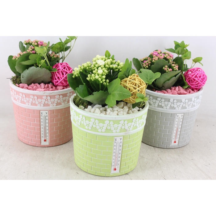 <h4>Arr2 Pl - Ker. Pot Celcius X3 - Roze/wit</h4>