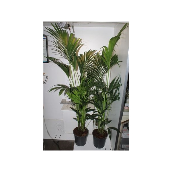 <h4>Howea Forsteriana 4pp</h4>