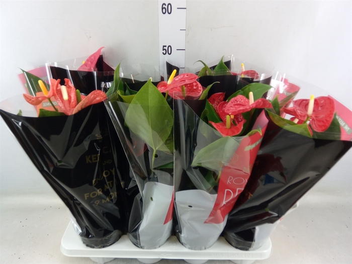 <h4>Anthurium   ...mix</h4>