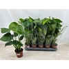 Monstera deliciosa