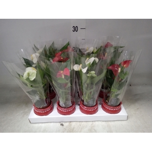 Anthurium   ...mix