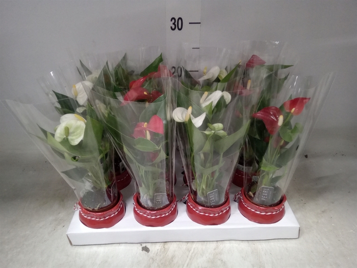 <h4>Anthurium   ...mix</h4>