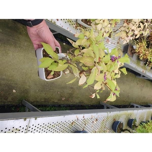 Callicarpa japonica, 14cm