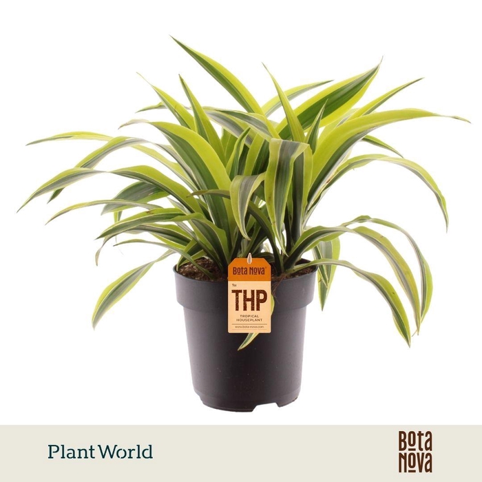 <h4>Dracaena Fragrans Lemon Lime</h4>