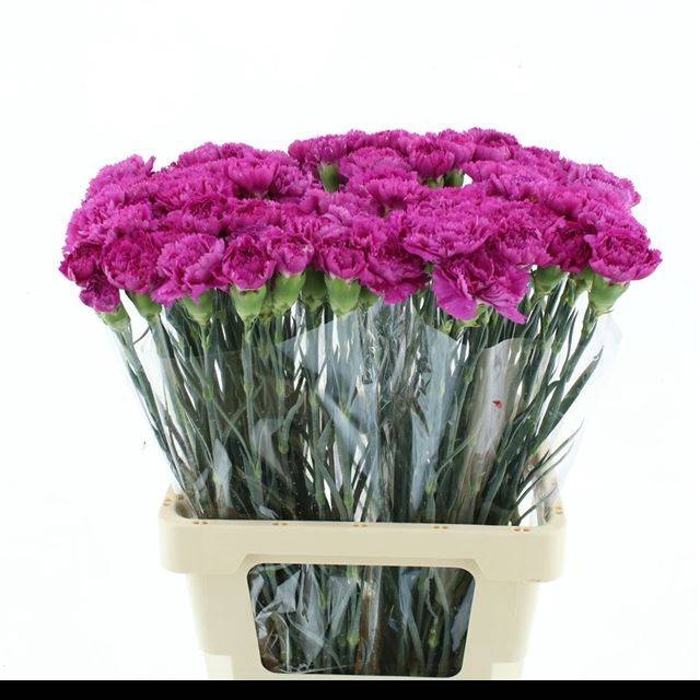 <h4>DI ST HAPPY GEMA</h4>