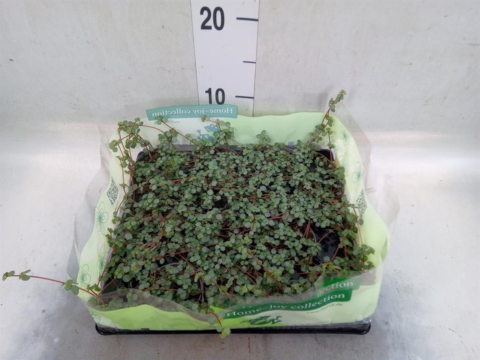 <h4>Pilea glaucophylla 'Greyzy'</h4>