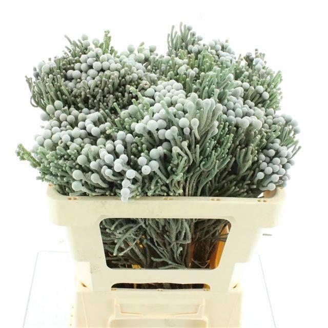 <h4>Brun Laevis</h4>