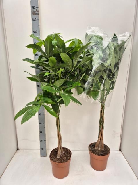 Pachira aquatica 21Ø 120cm