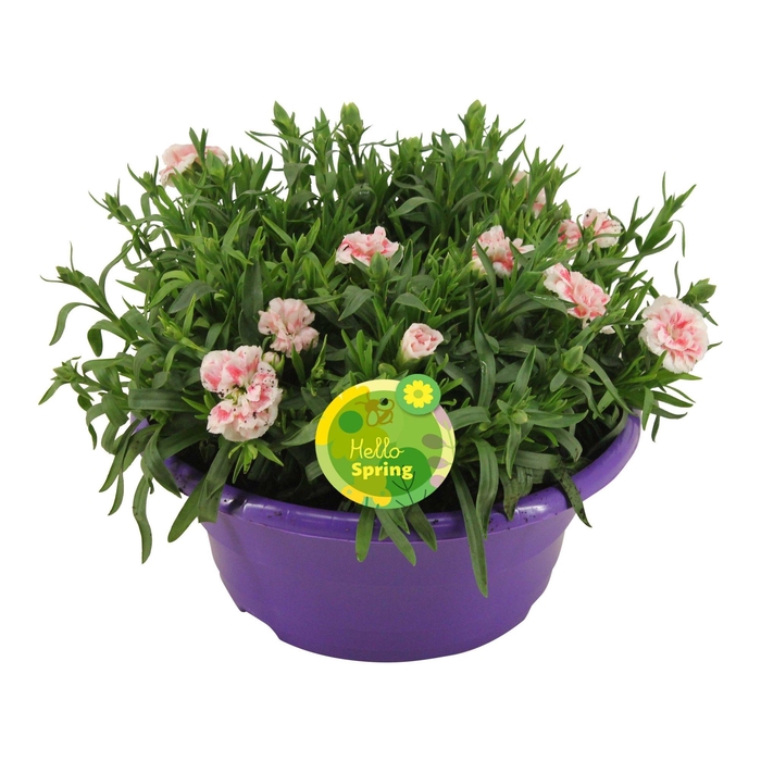 <h4>Hello Spring Dianthus Oscar in Schaal Paars</h4>