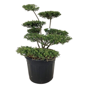 Ilex crenata 'Convexa'