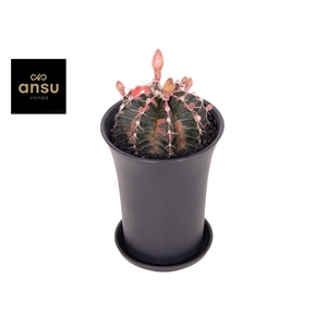 Gymno Cactus 'Variegated' XL BLOEIEND