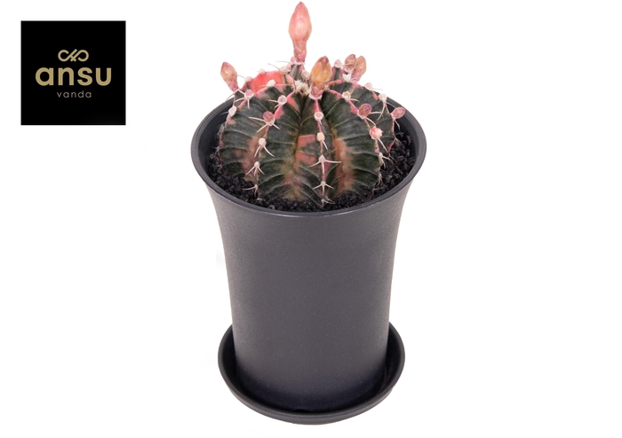 <h4>Gymno Cactus 'Variegated' XL BLOEIEND</h4>