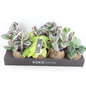 arr3 Kokoplant - Green mix x8