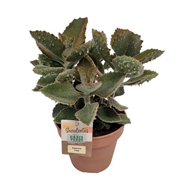 <h4>Kalanchoe Beharensis Fang - 1154</h4>
