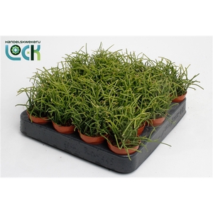 Rhipsalis Baccifera Oasis