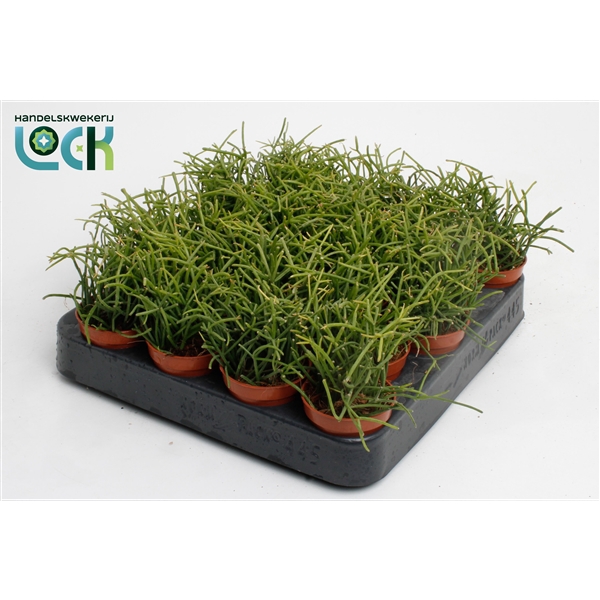 <h4>Rhipsalis Baccifera Oasis</h4>