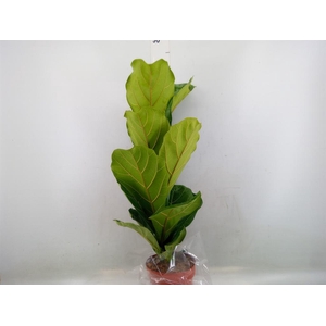 Ficus lyrata