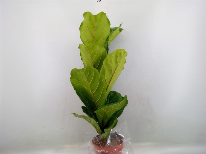 <h4>Ficus lyrata</h4>