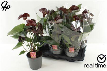 <h4>Anthu Fl Tranquillo 4+ P17</h4>