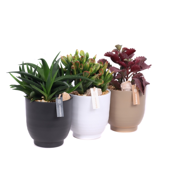 <h4>Succulent 12 cm in nature groove pot met grind, keien en etiket</h4>